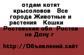 отдам котят крысоловов - Все города Животные и растения » Кошки   . Ростовская обл.,Ростов-на-Дону г.